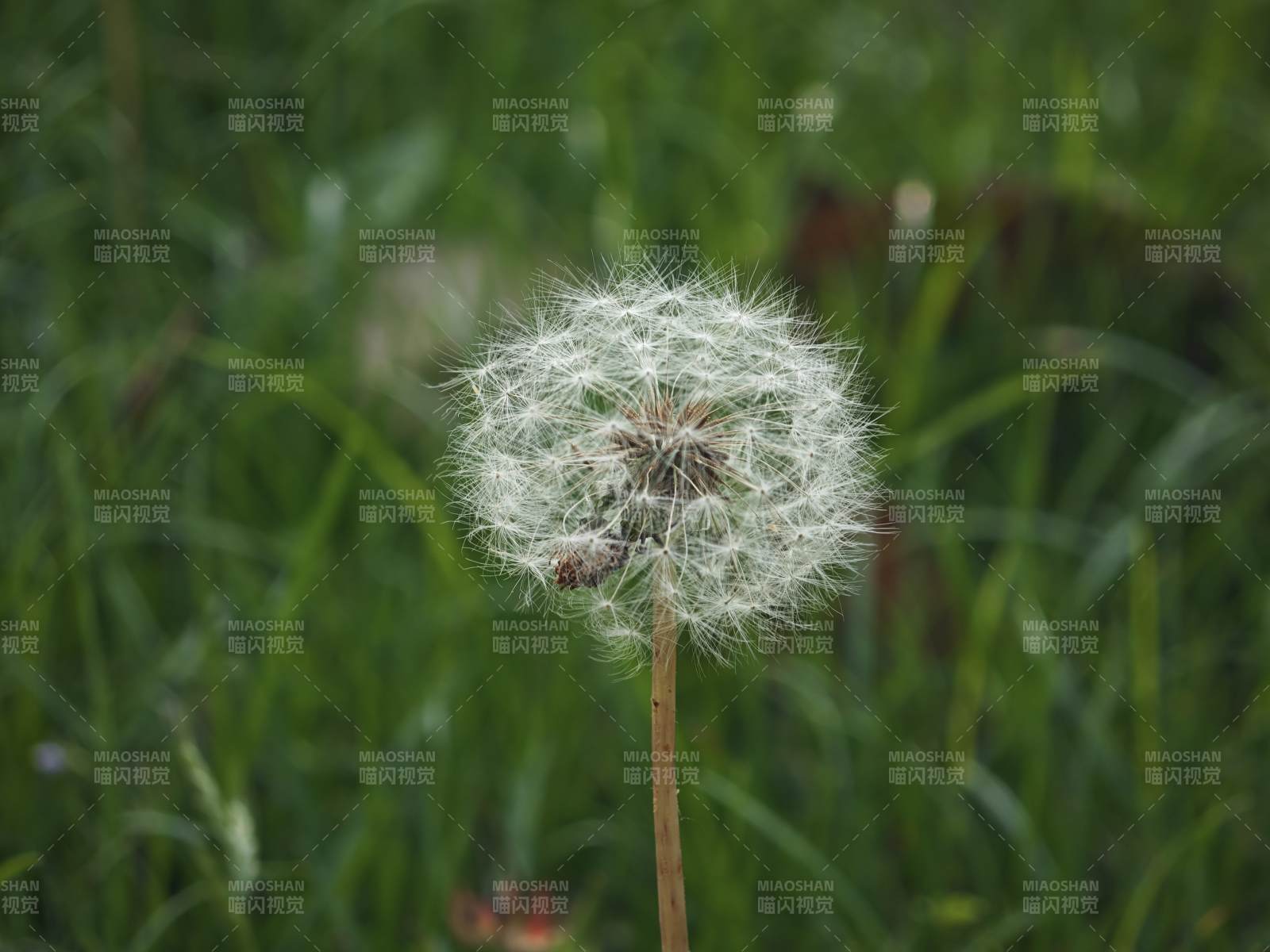 蒲公英的種子隨風飄揚