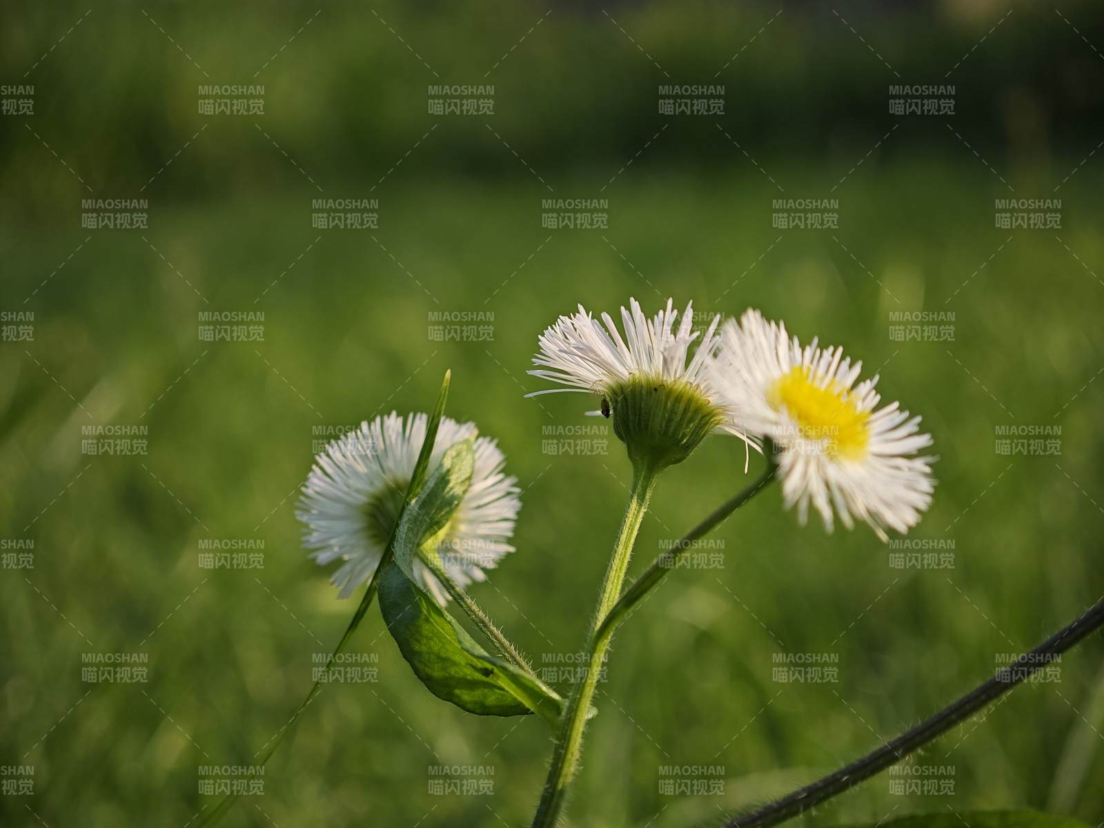 野菊綻放 綠意盎然