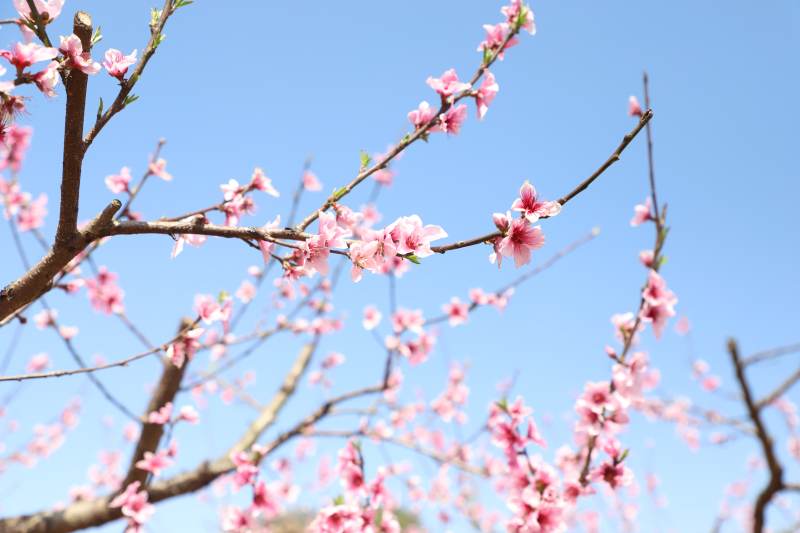 春日桃花綻放枝頭