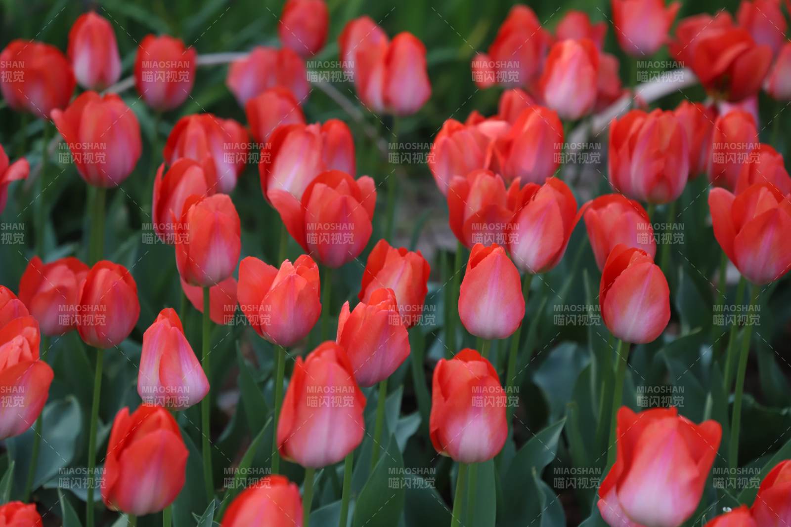 紅色郁金香花海盛開