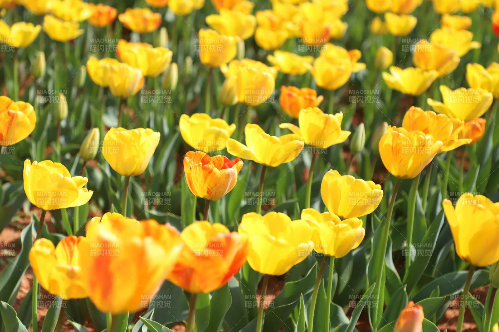 金色郁金香花海綻放