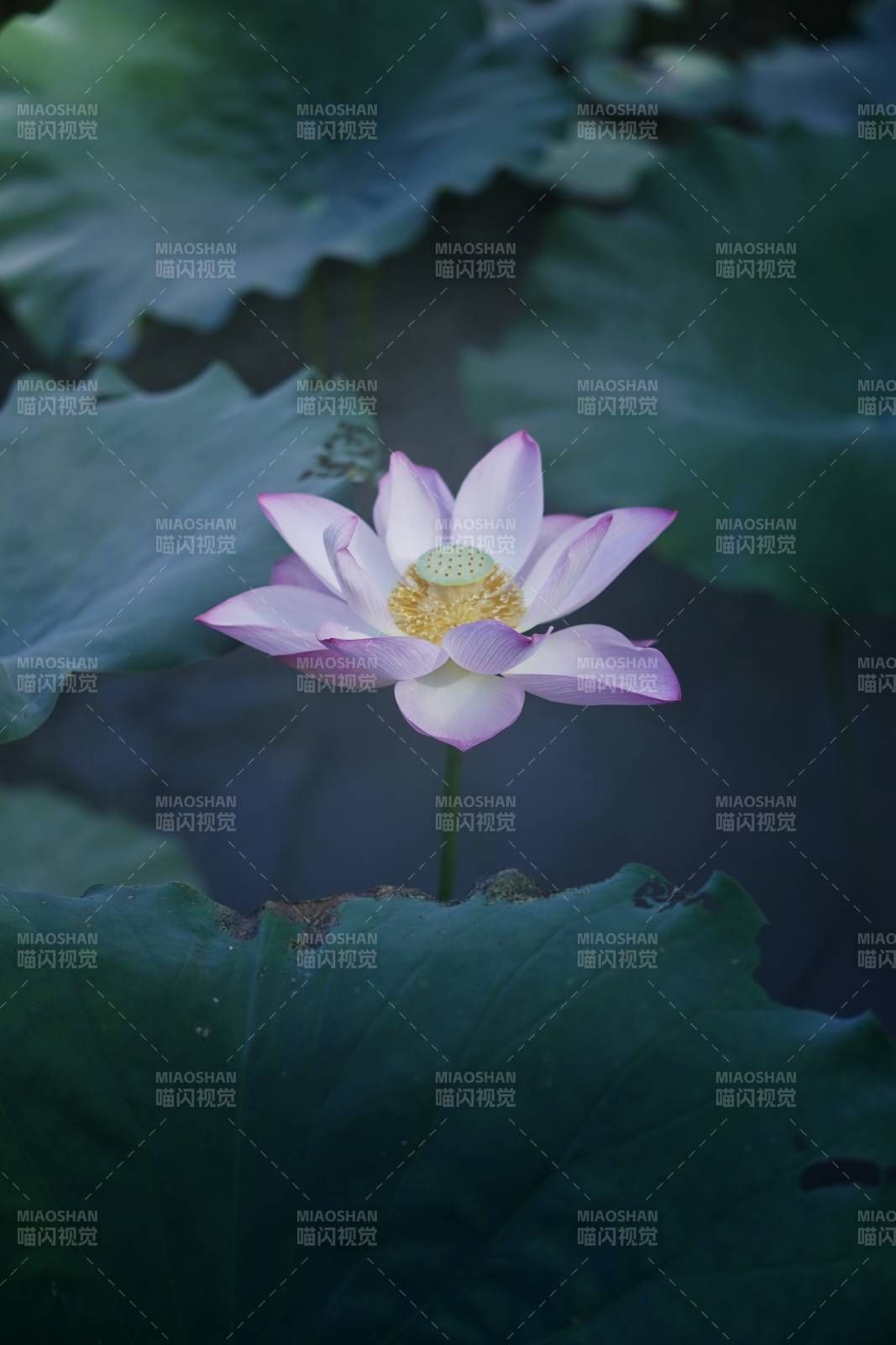 靜謐池塘中的蓮花盛開