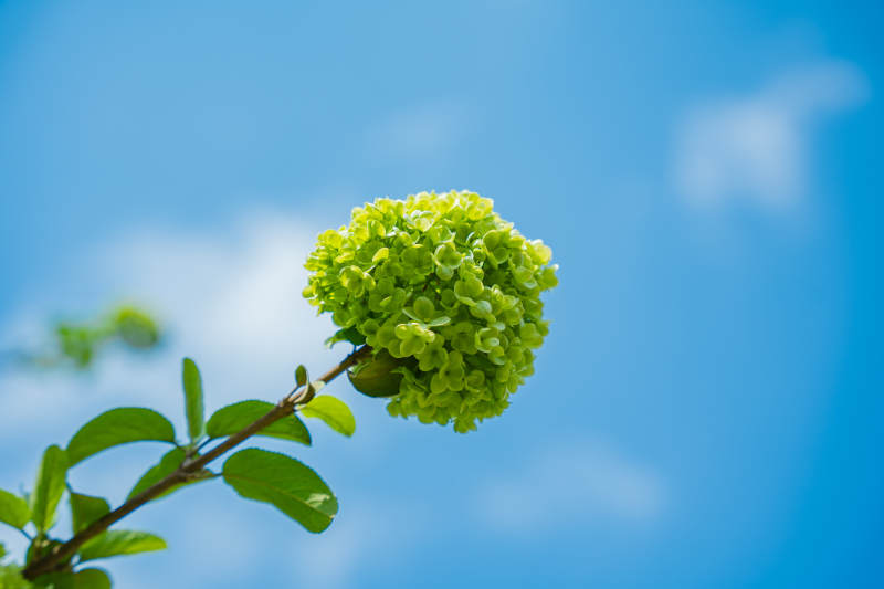 綠花綻放 藍天映襯