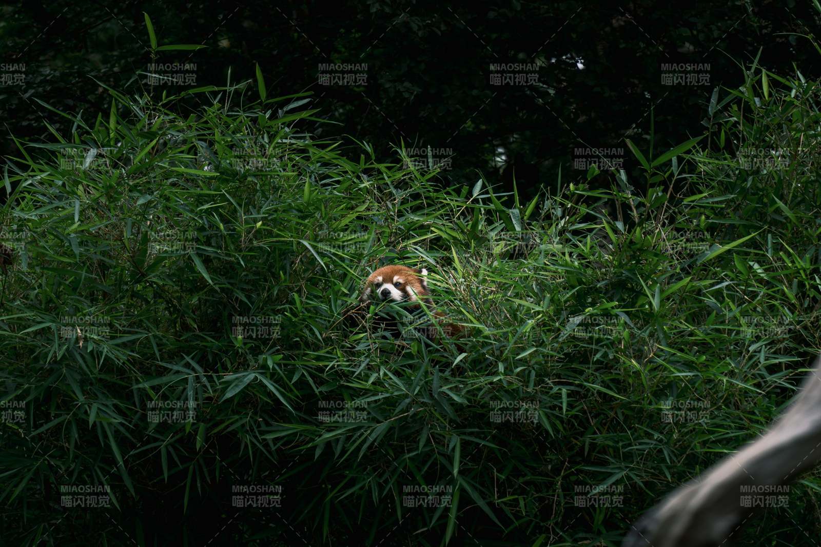 竹林中的小熊貓