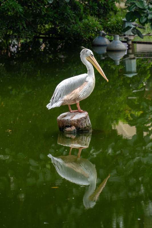 湖畔鵜鶘靜影