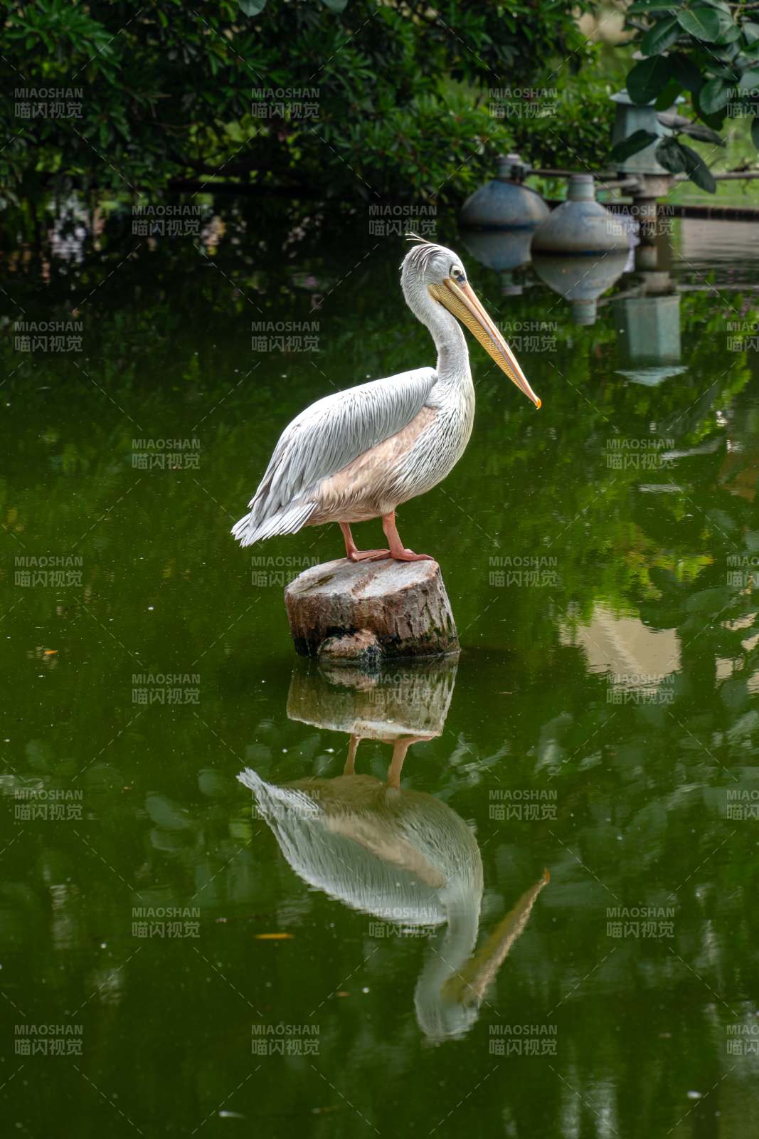 湖畔鵜鶘靜影