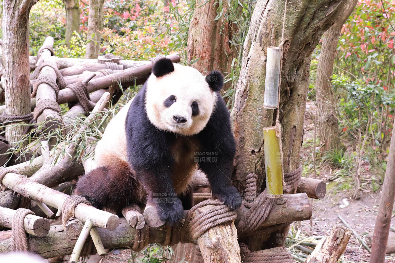 熊貓在竹林中的悠閑時光