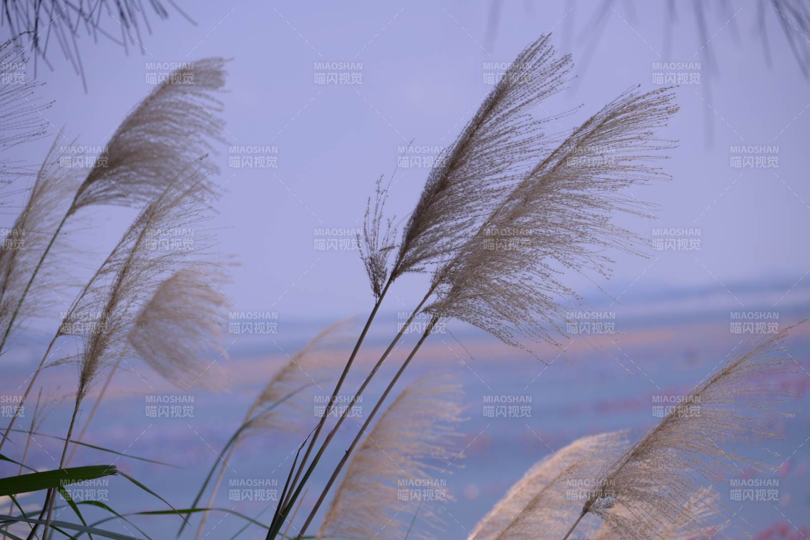 秋風中的蘆葦飄揚