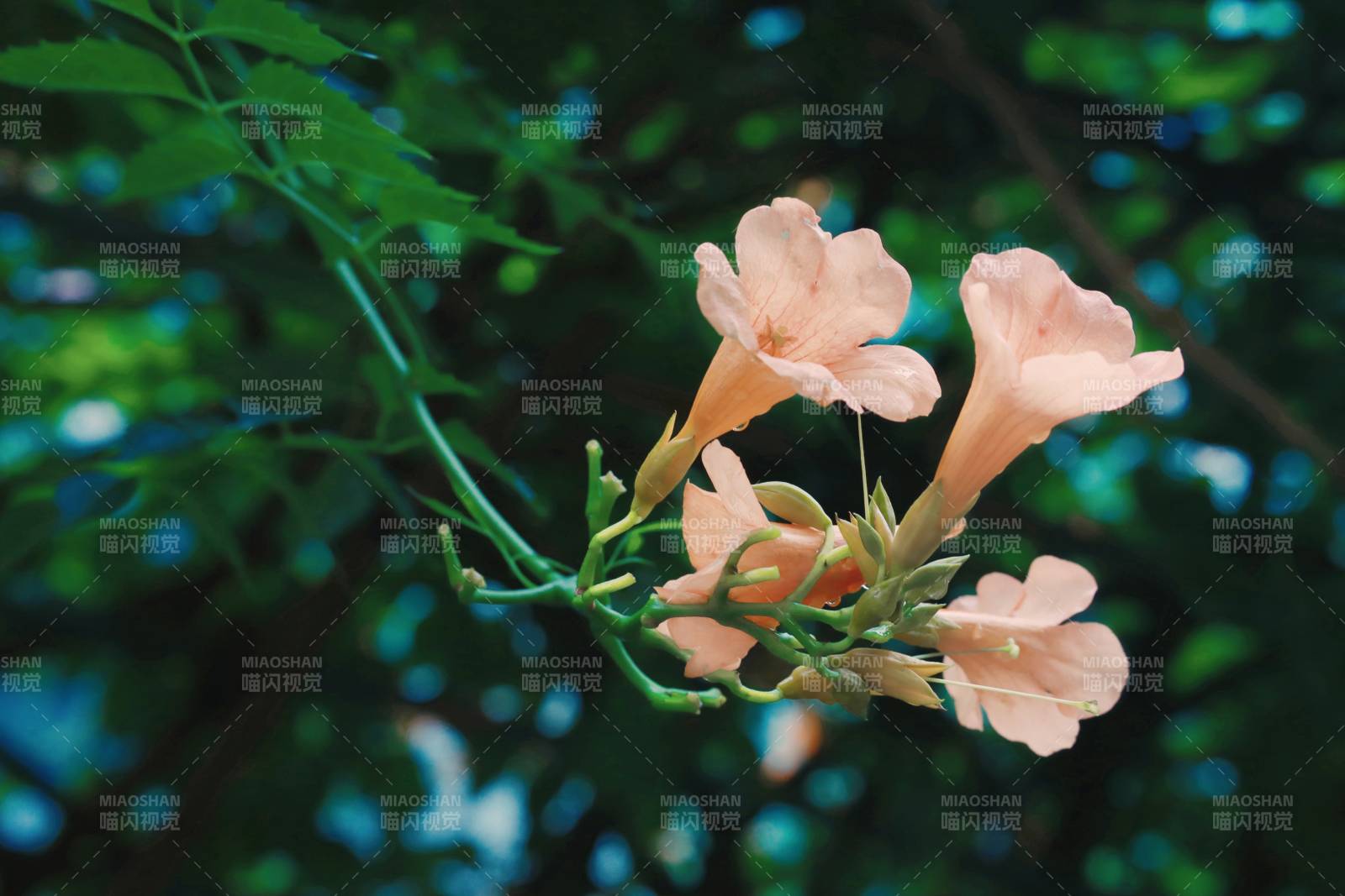 粉色花朵在綠葉間綻放