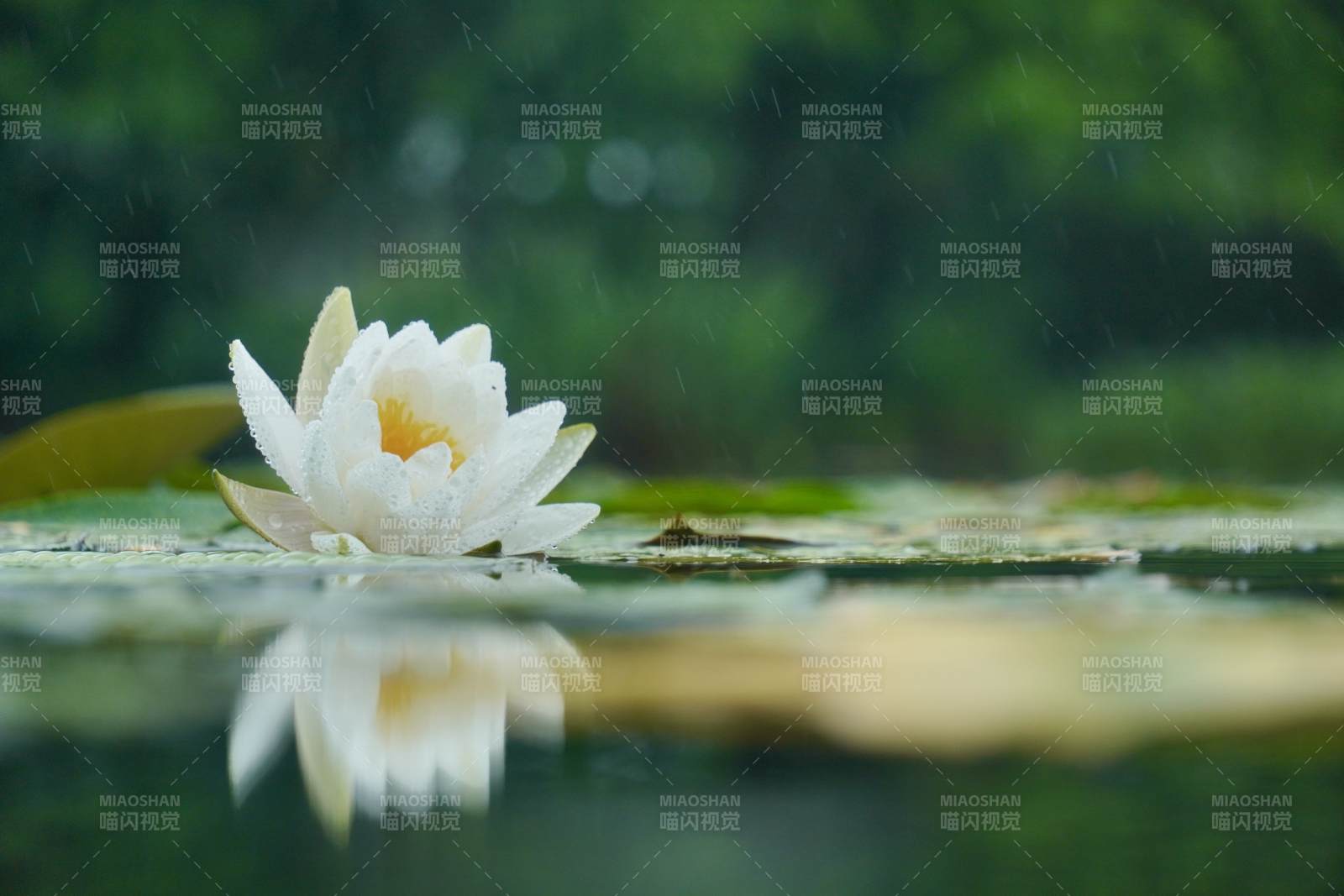 雨中白蓮 靜謐之美