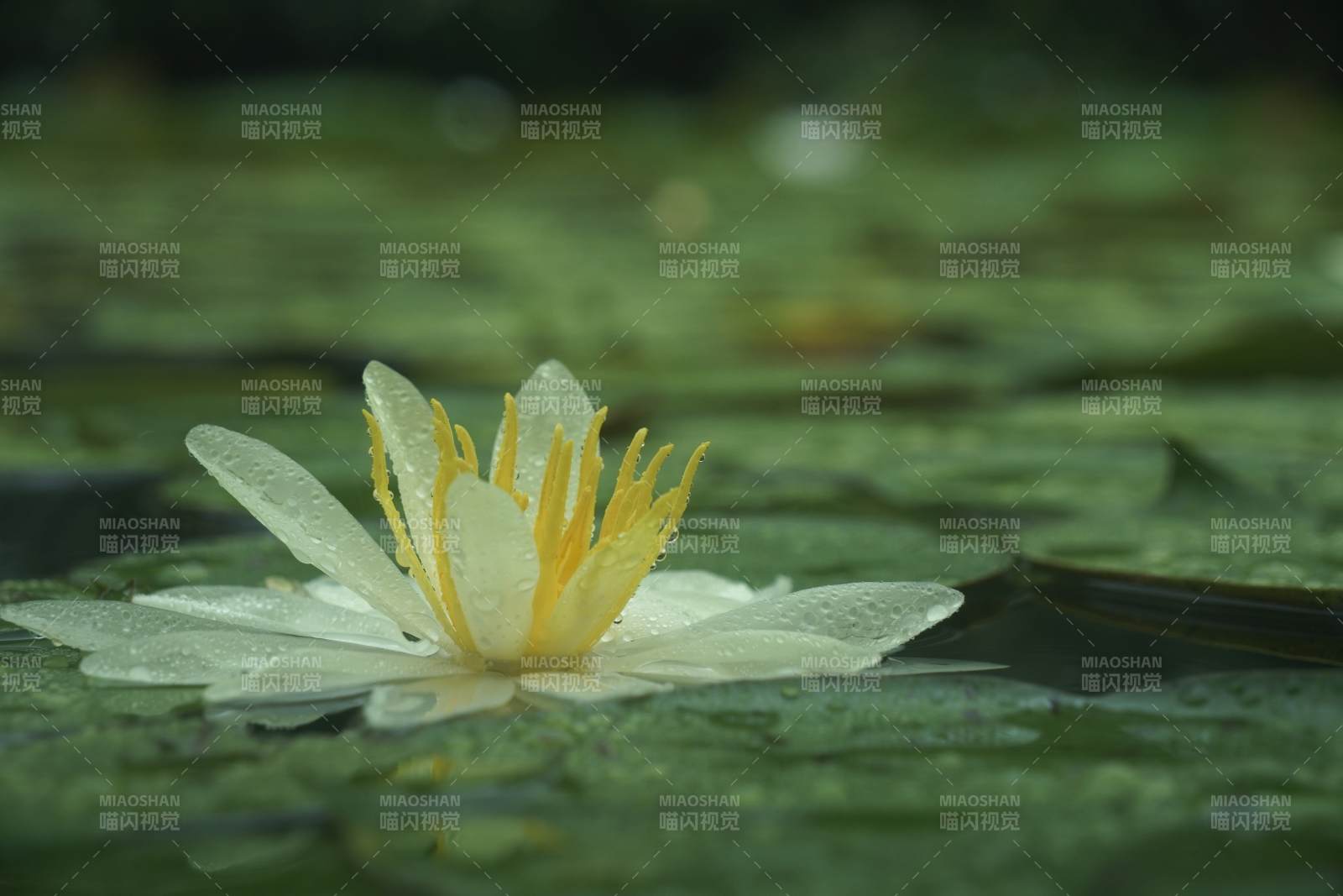 池塘中的白色睡蓮