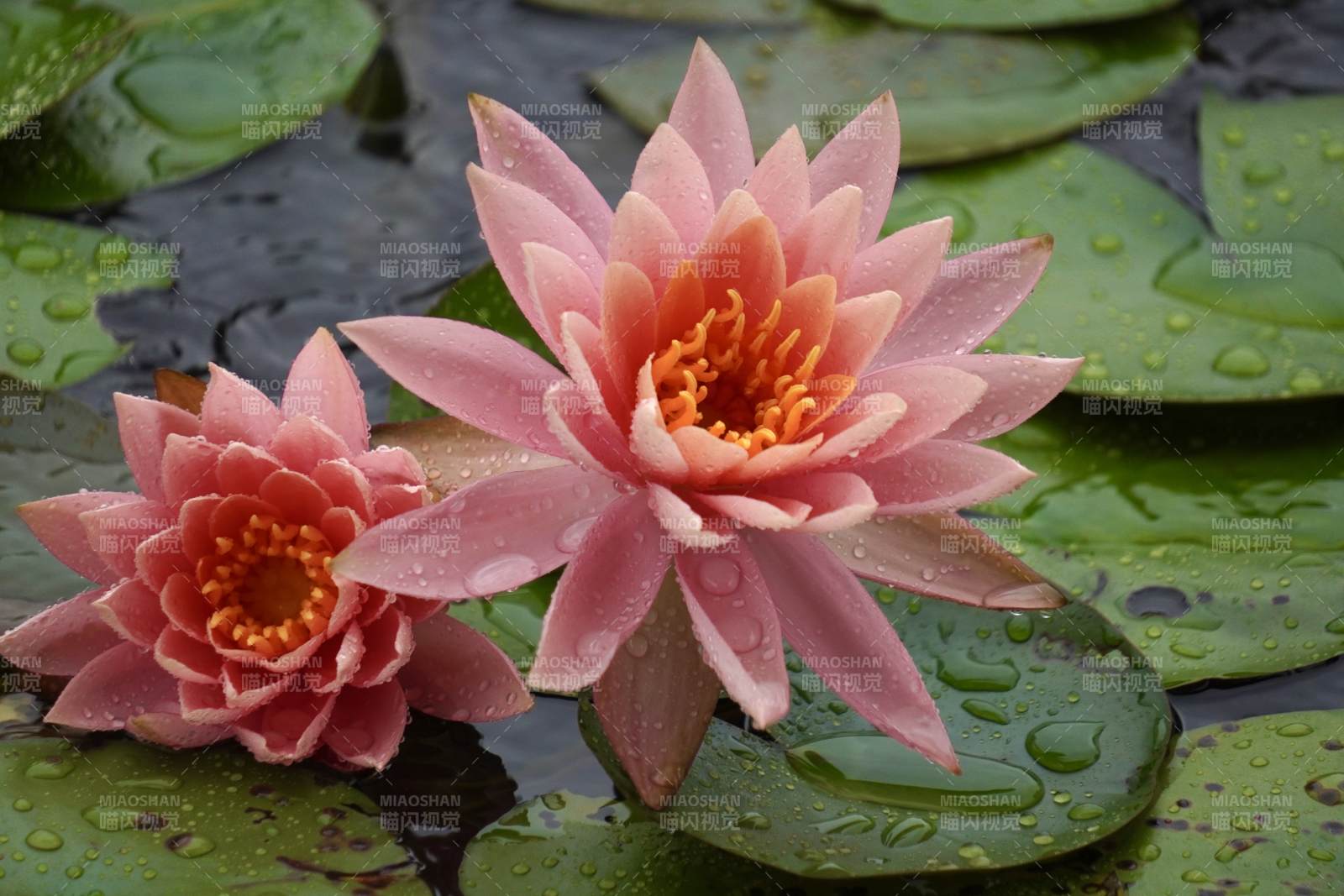 雨后荷花 清新綻放