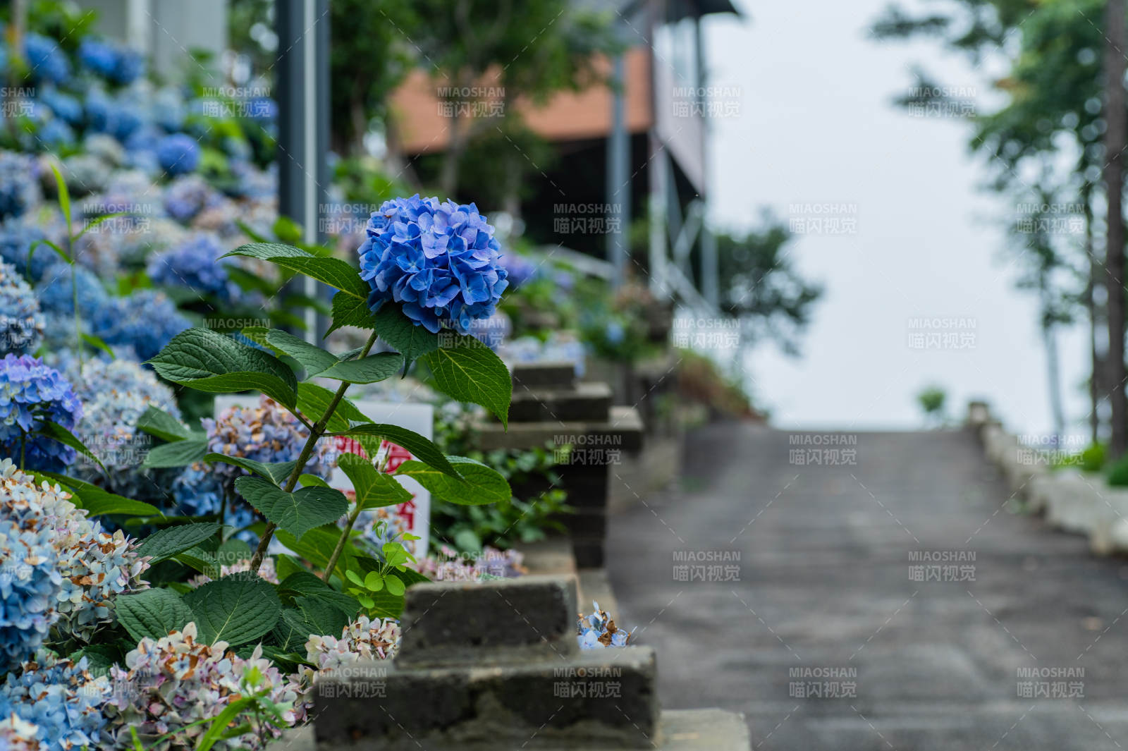 藍紫色繡球花階旁小徑