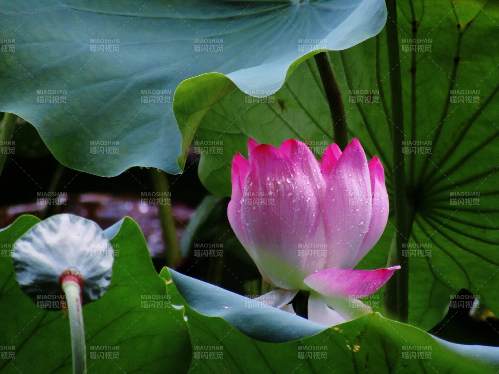 粉嫩蓮花映綠葉