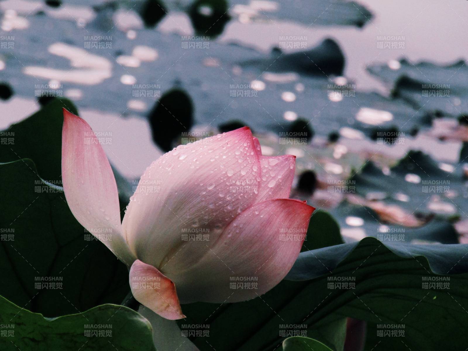 雨后荷花 清新綻放