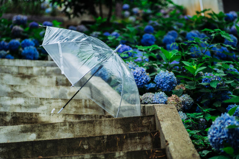 雨后透明伞与绣球花
