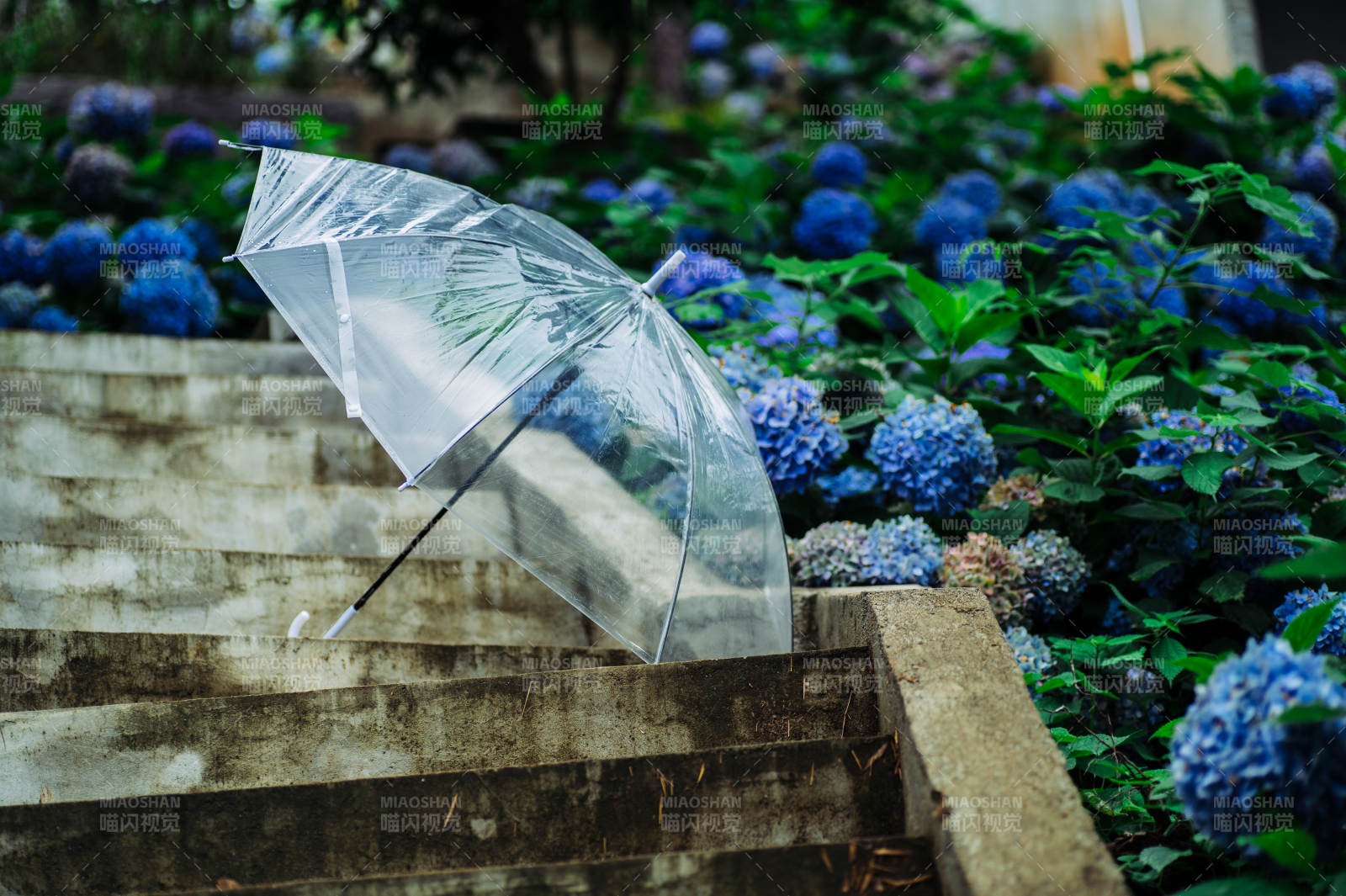 雨后透明傘與繡球花