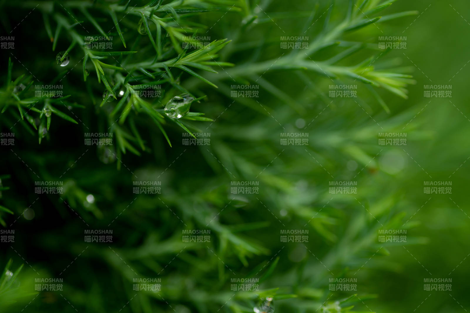 雨后松針上的水珠