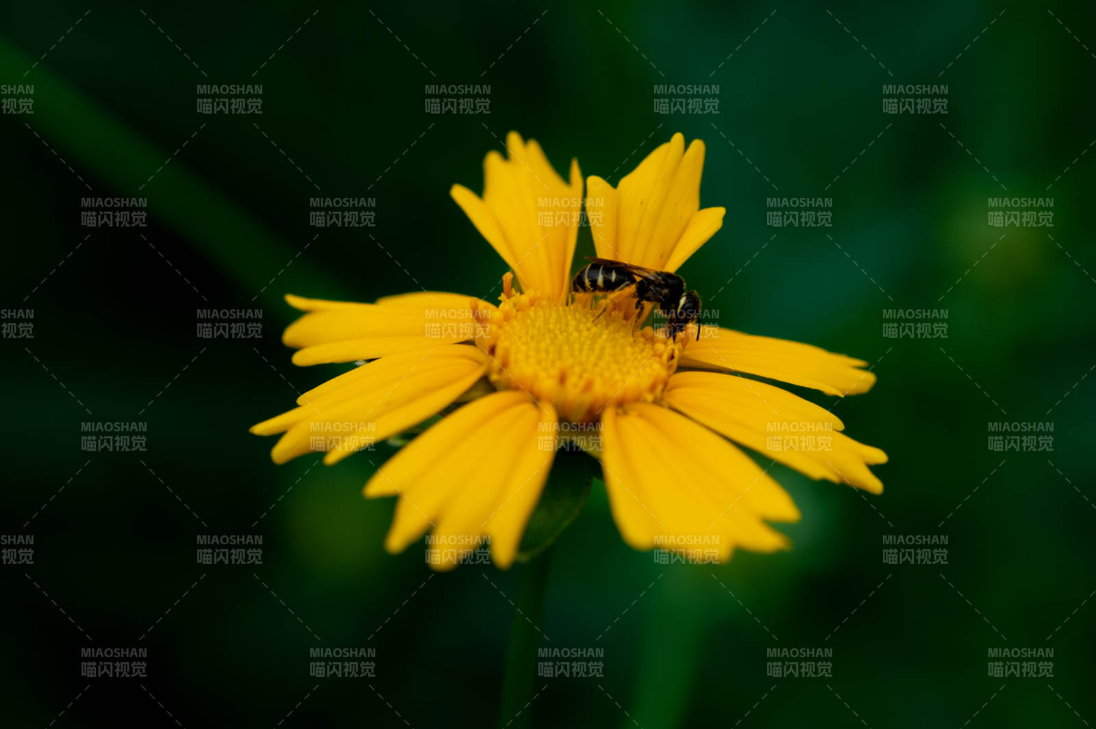 蜜蜂采蜜在黃花上