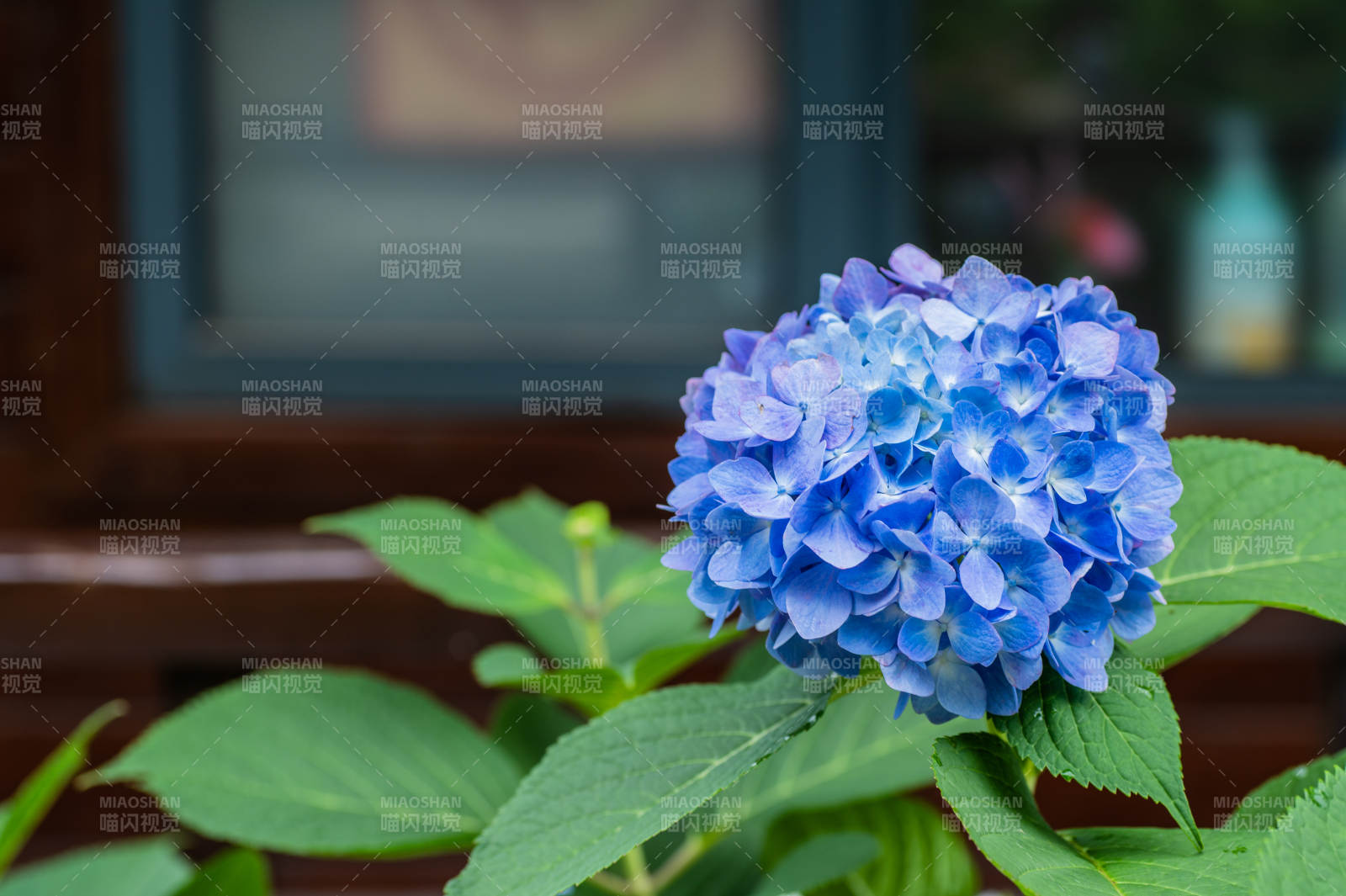 藍色繡球花綻放
