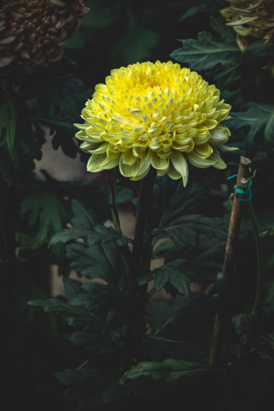 金黃菊花在綠葉中綻放