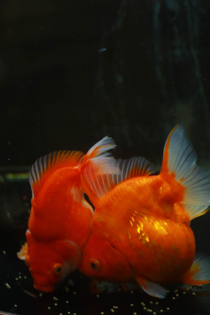 雙魚共舞 橙色夢幻