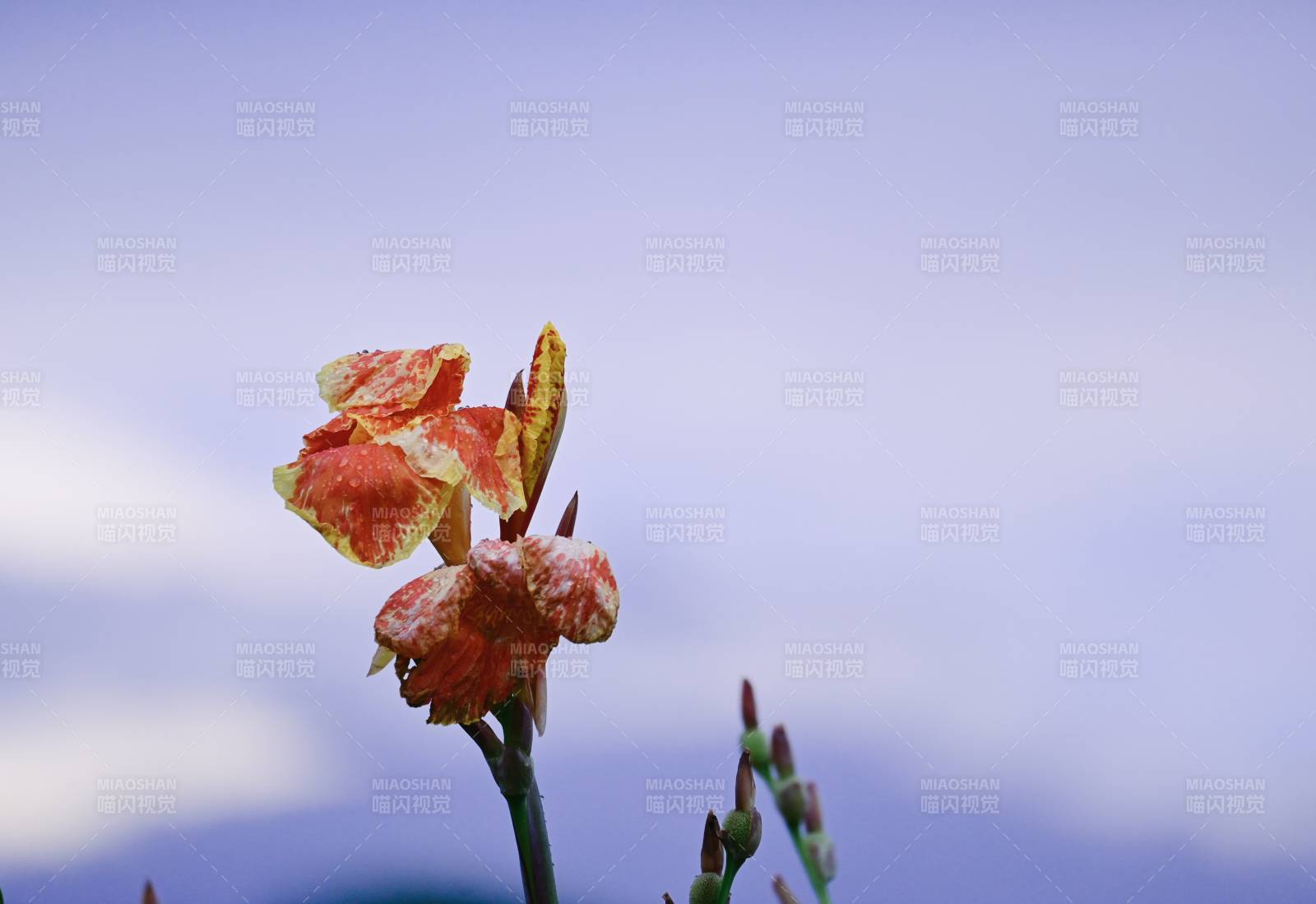 橙黃花朵在風(fēng)中綻放