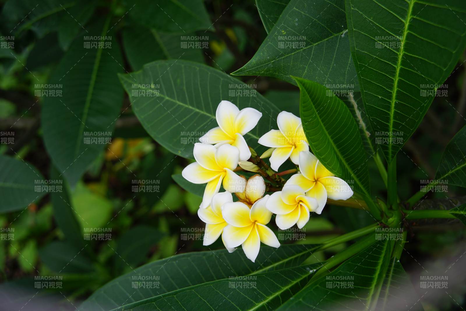 熱帶花朵與綠葉相伴
