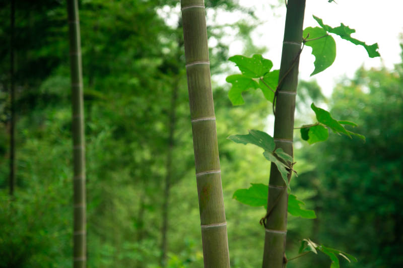 竹林深處綠意濃