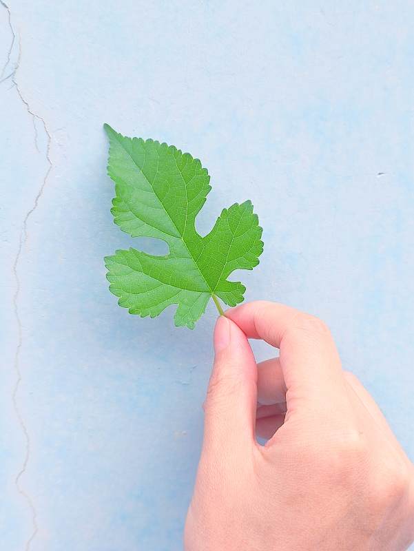 手握綠葉 藍背景襯托