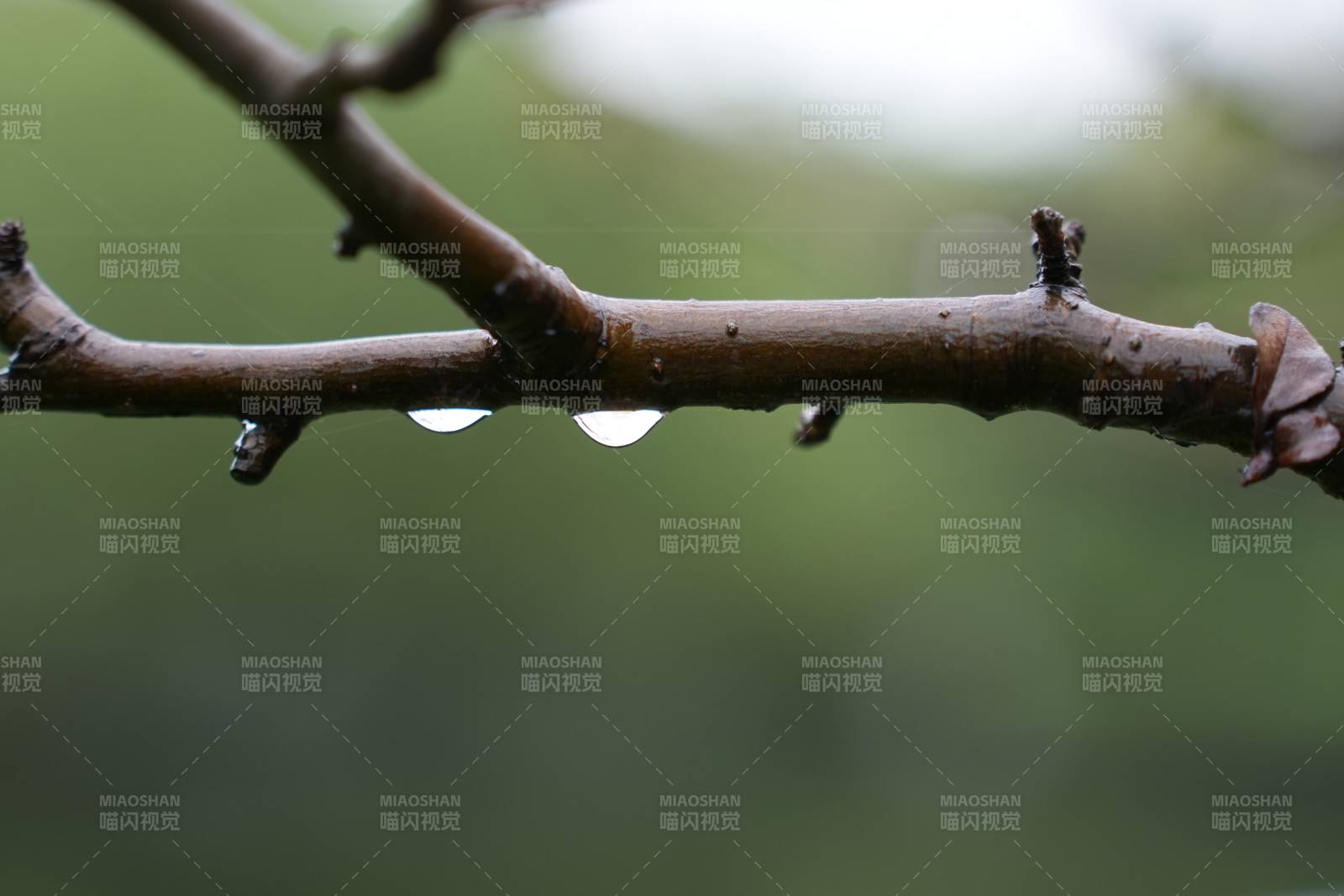 雨后枝頭滴水珠