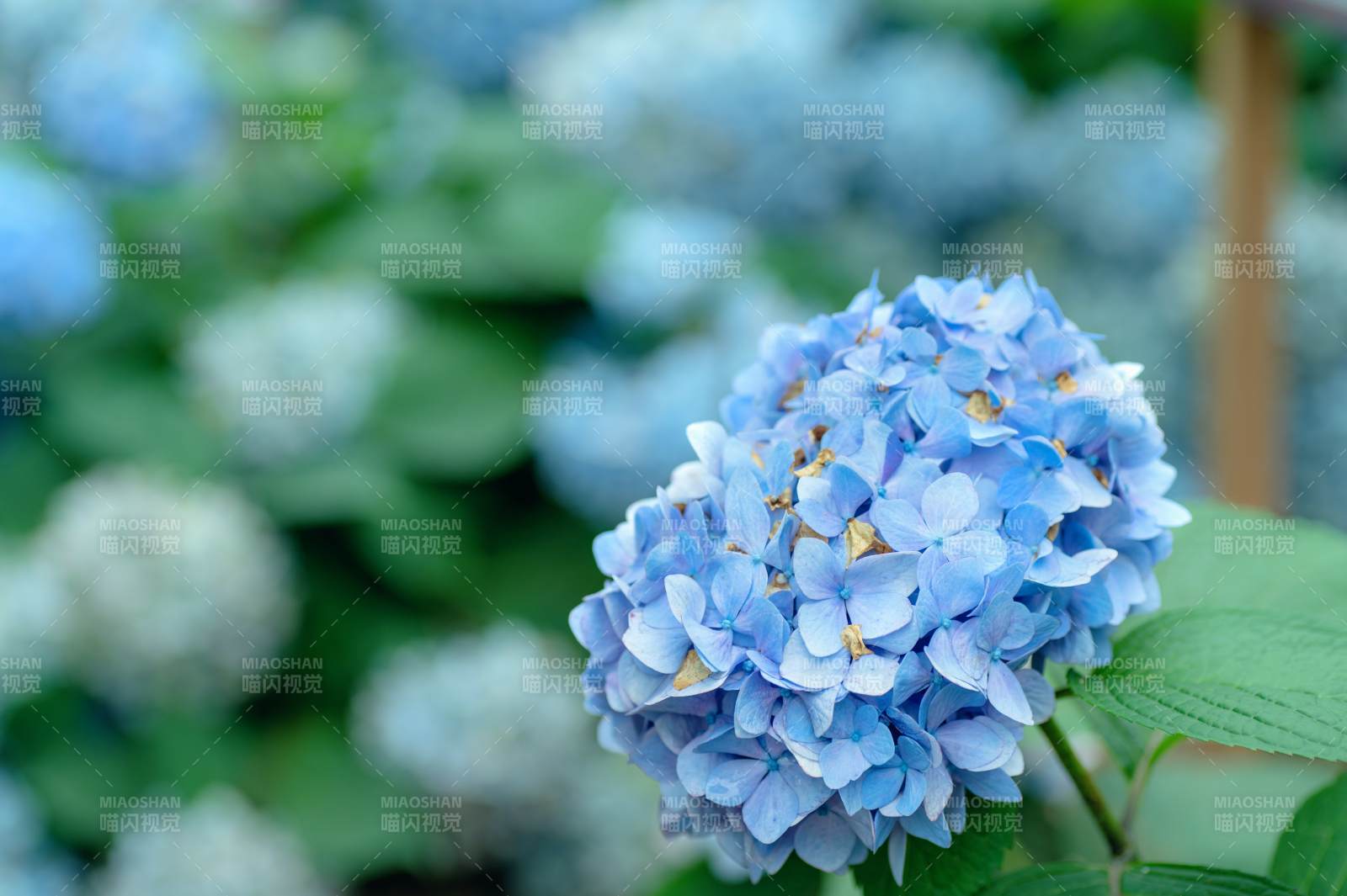 藍色繡球花的美麗瞬間