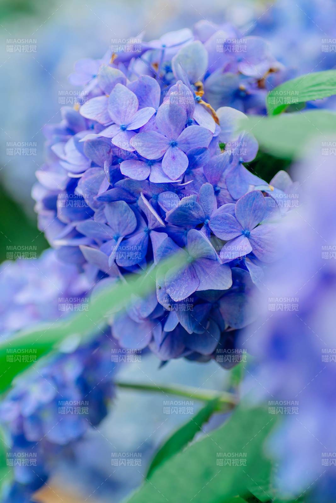 紫色繡球花的美麗瞬間
