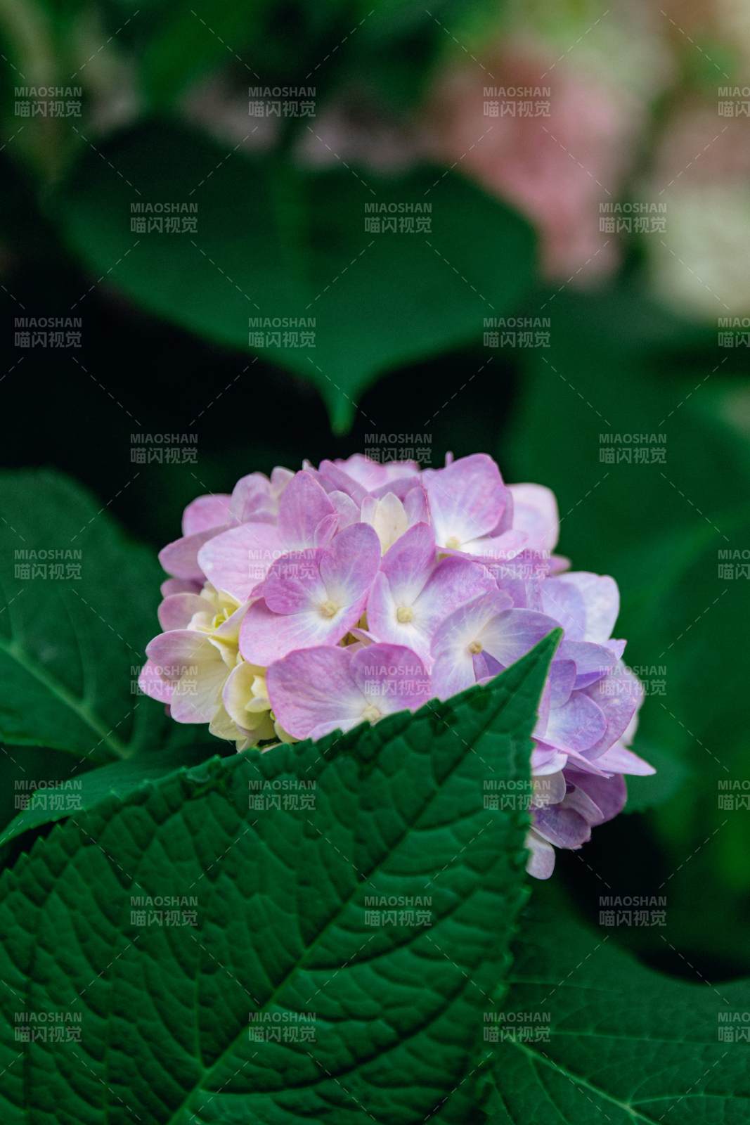 粉色繡球花與綠葉相伴