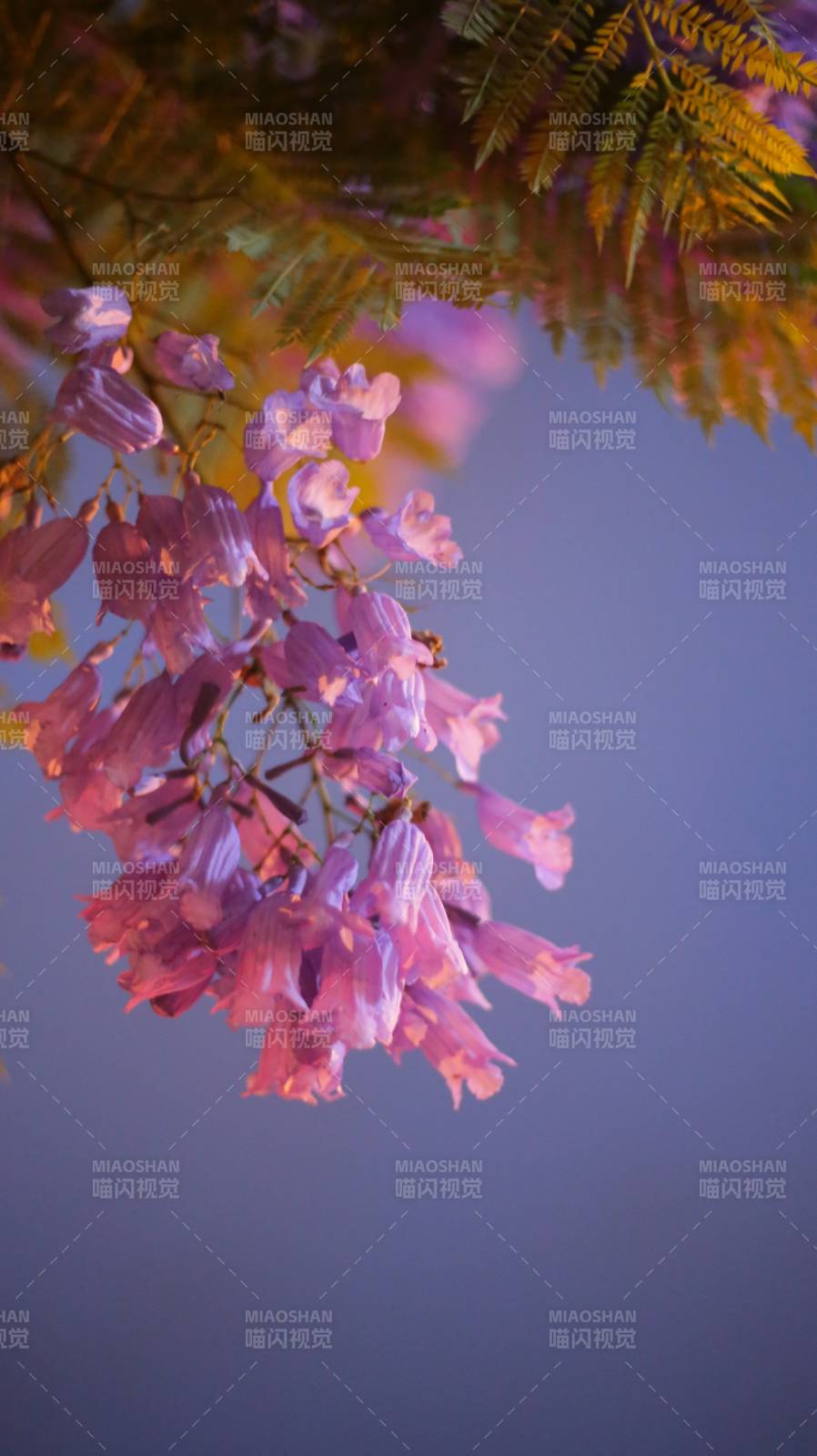 紫藤花開 春意濃情