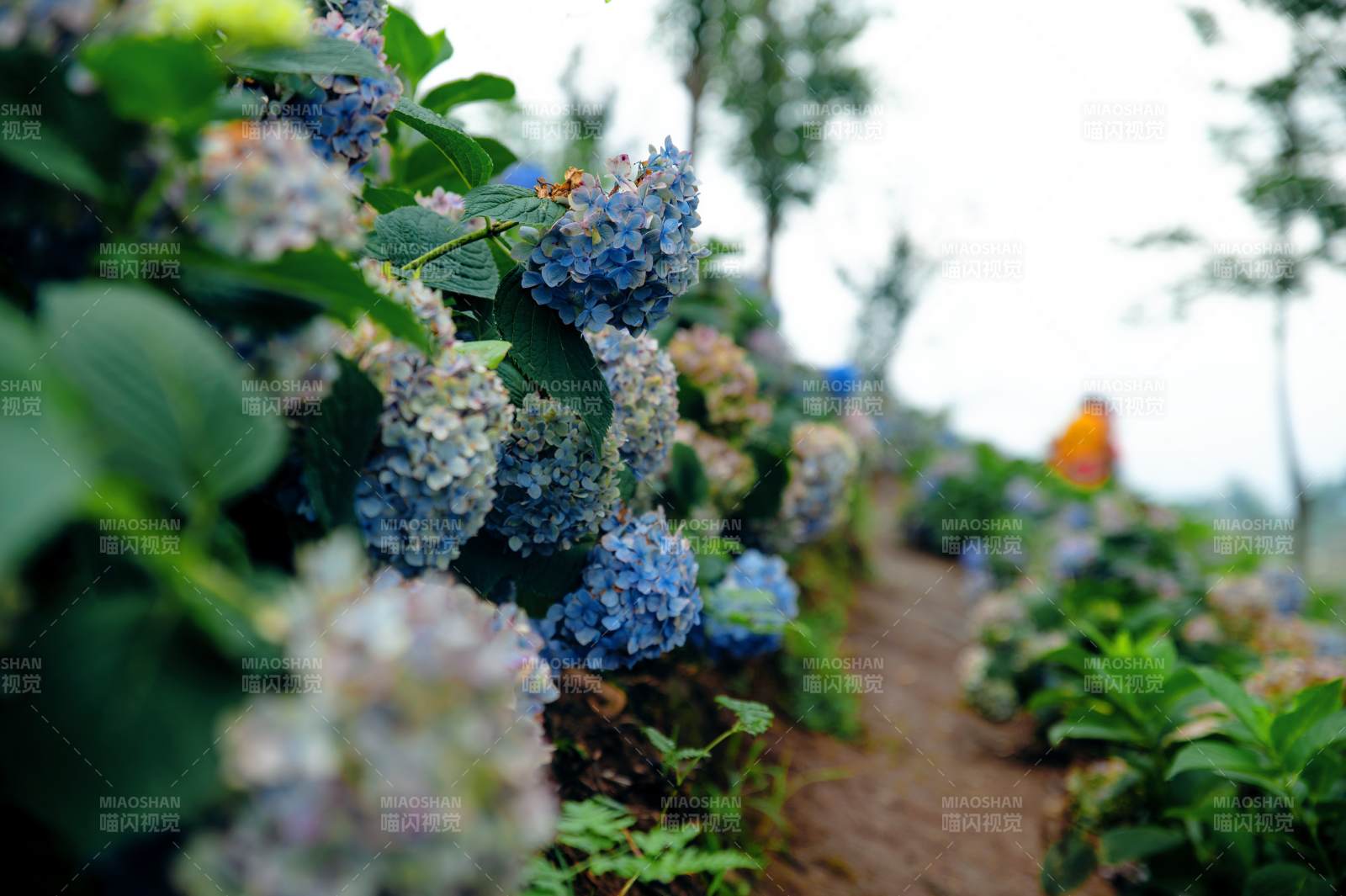 藍(lán)紫色繡球花田小徑
