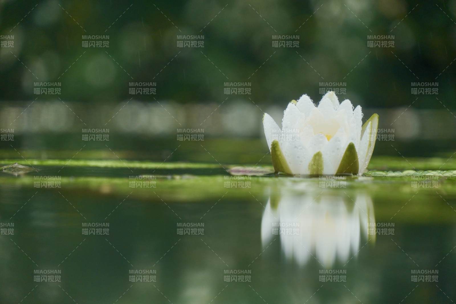 靜謐湖面 白蓮綻放