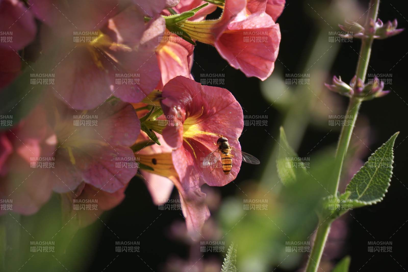 蜜蜂采蜜花間舞