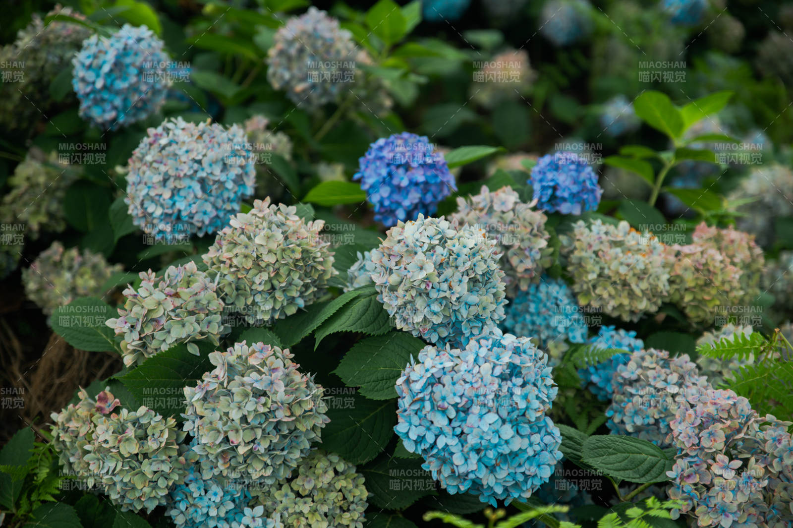 藍紫色繡球花叢特寫