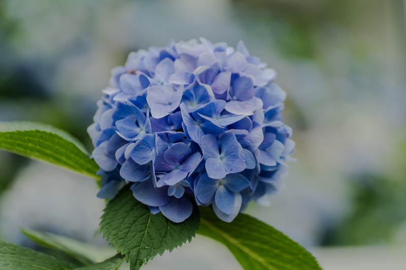 藍色繡球花的美麗瞬間
