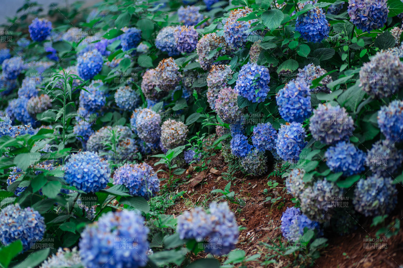 藍紫色繡球花叢盛開