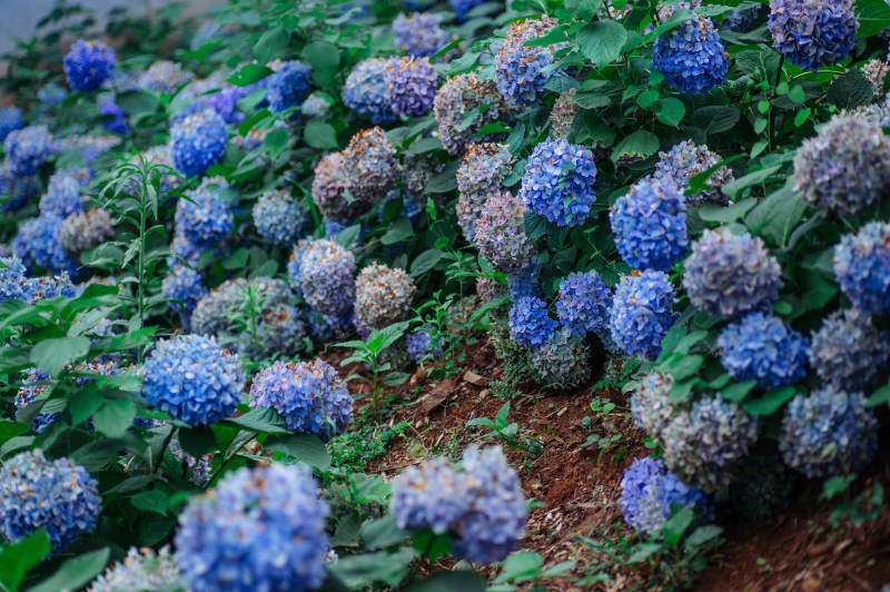 藍紫色繡球花叢盛開