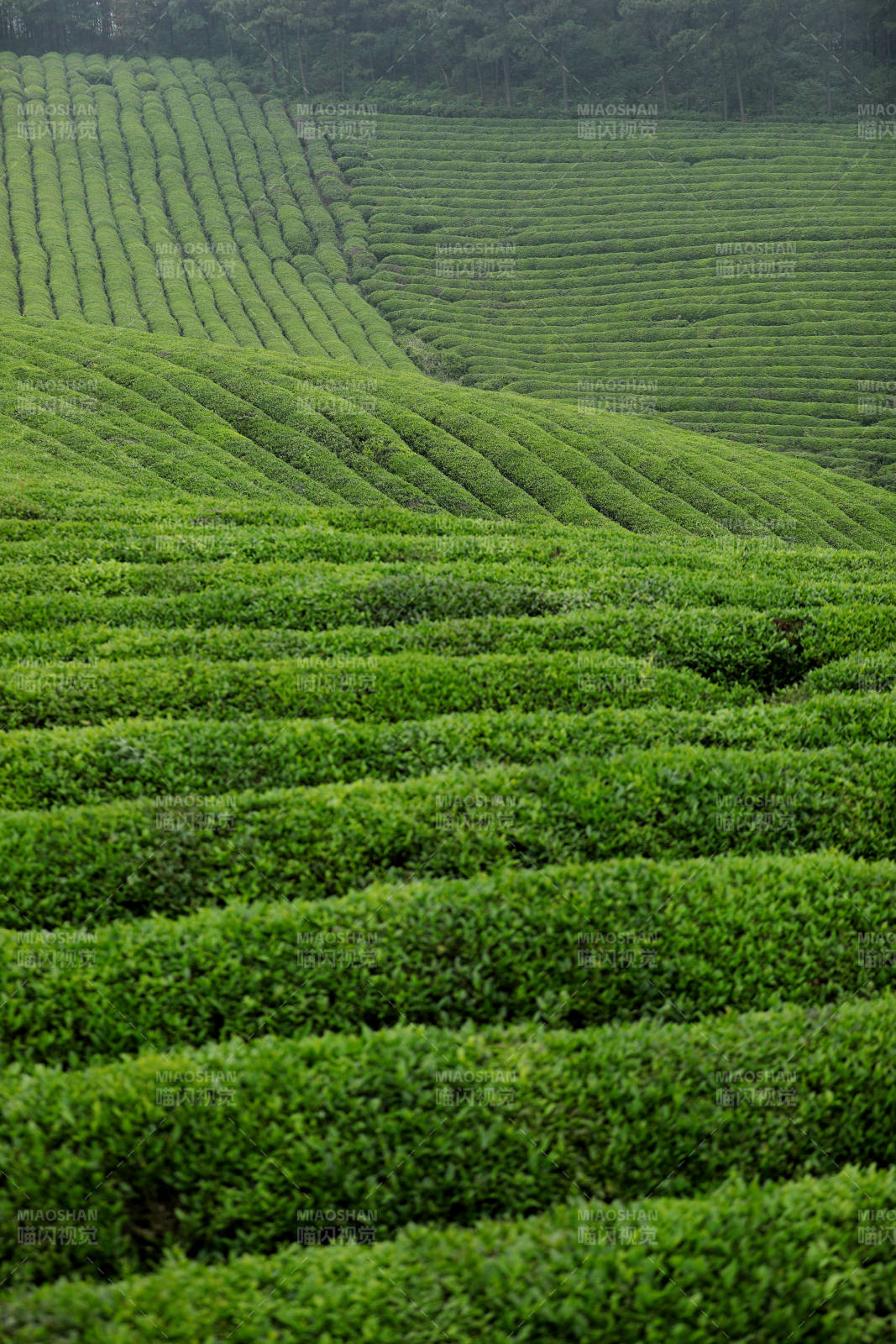 翠綠茶園 層層疊疊