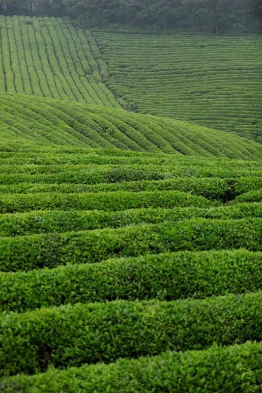 翠綠茶園 層層疊疊