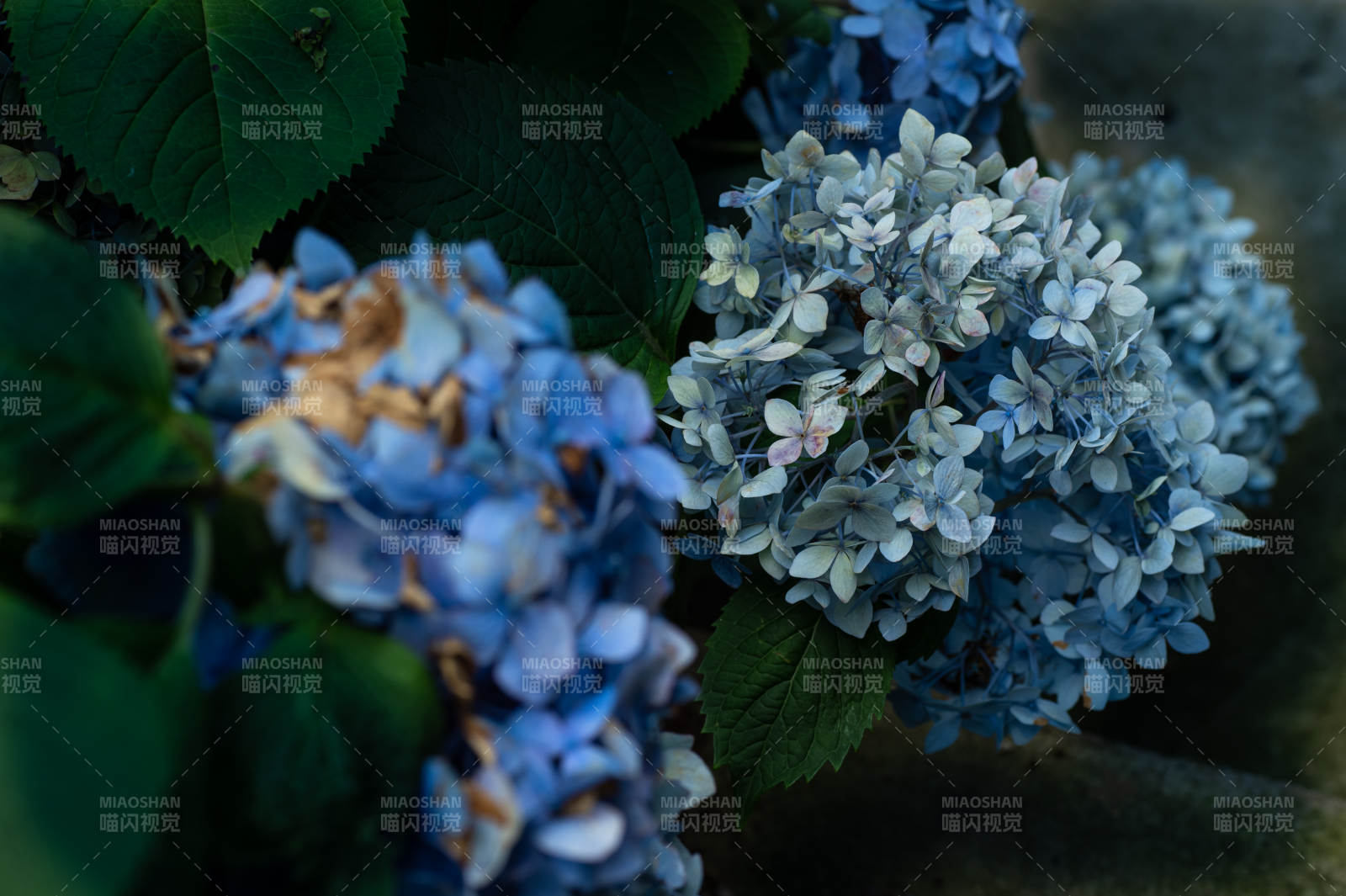 藍(lán)紫色繡球花的靜謐美