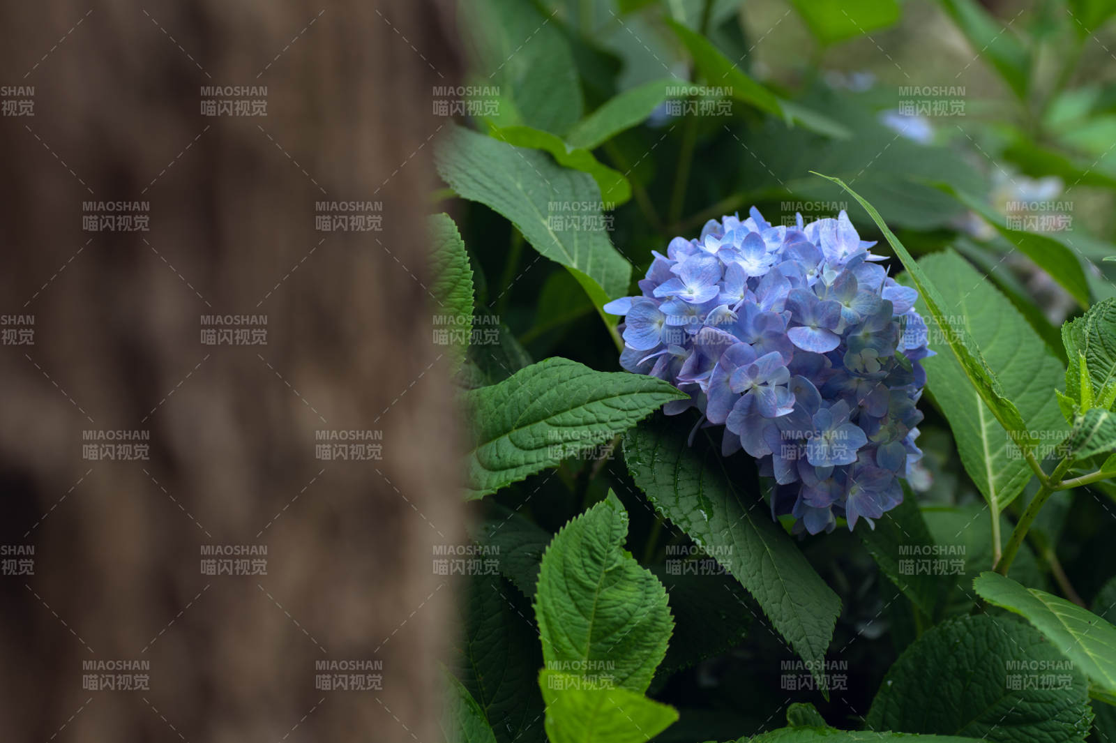 藍(lán)紫色繡球花與綠葉相伴