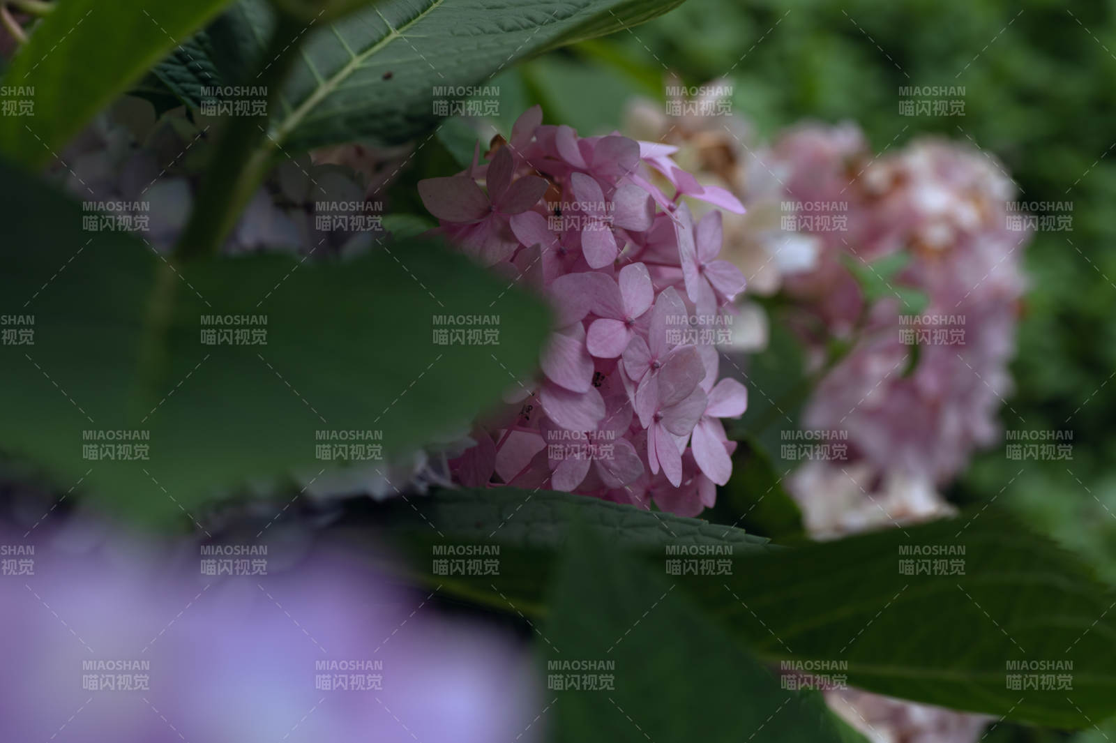 粉色繡球花的靜謐之美
