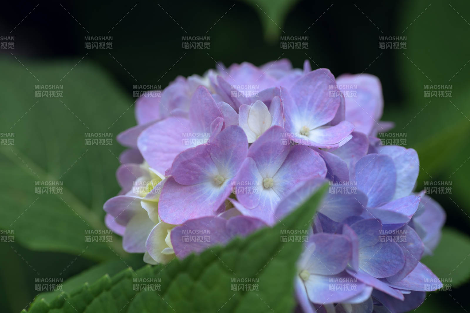 紫色繡球花的美麗瞬間