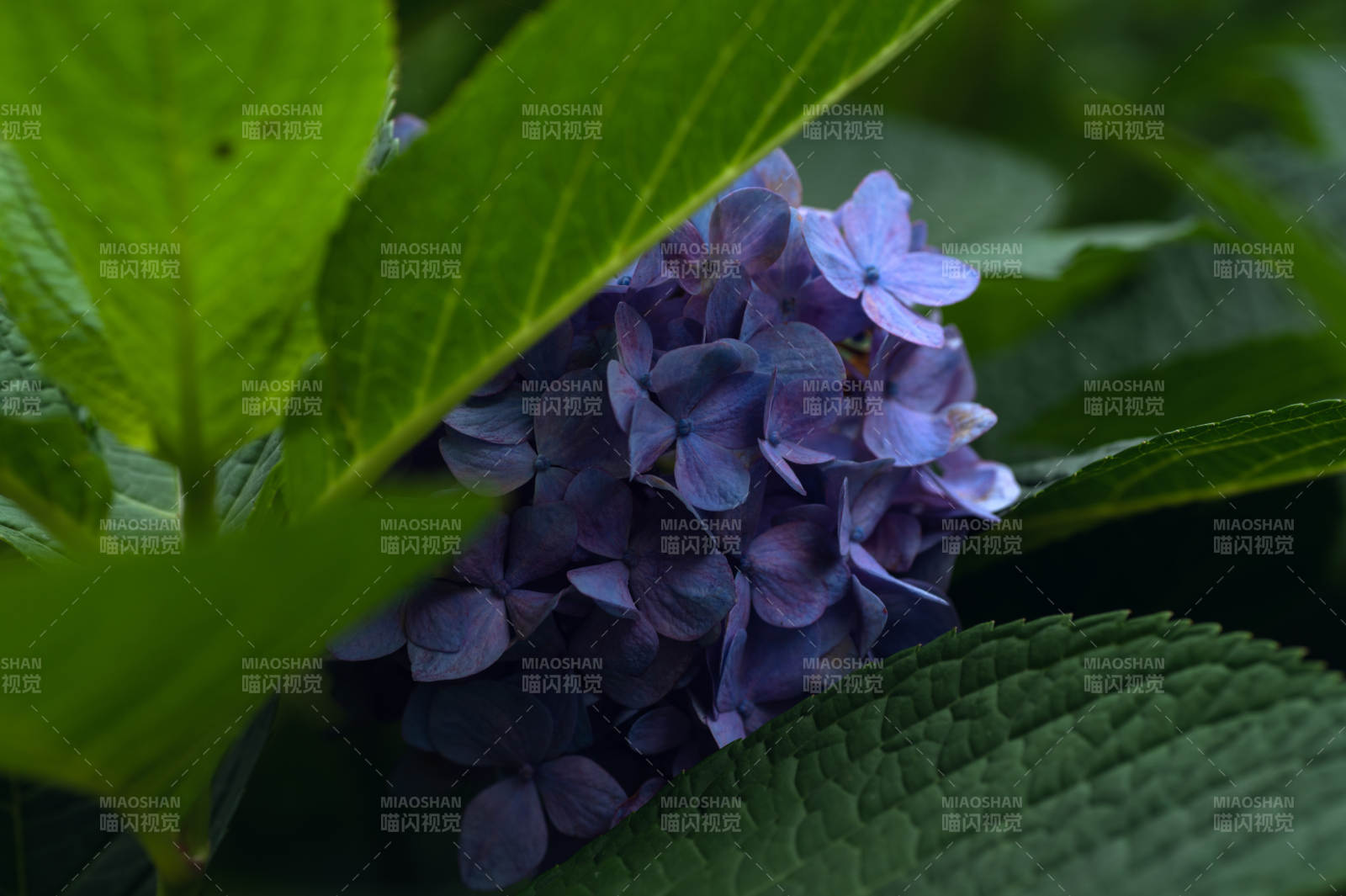 紫繡球花在綠葉間綻放