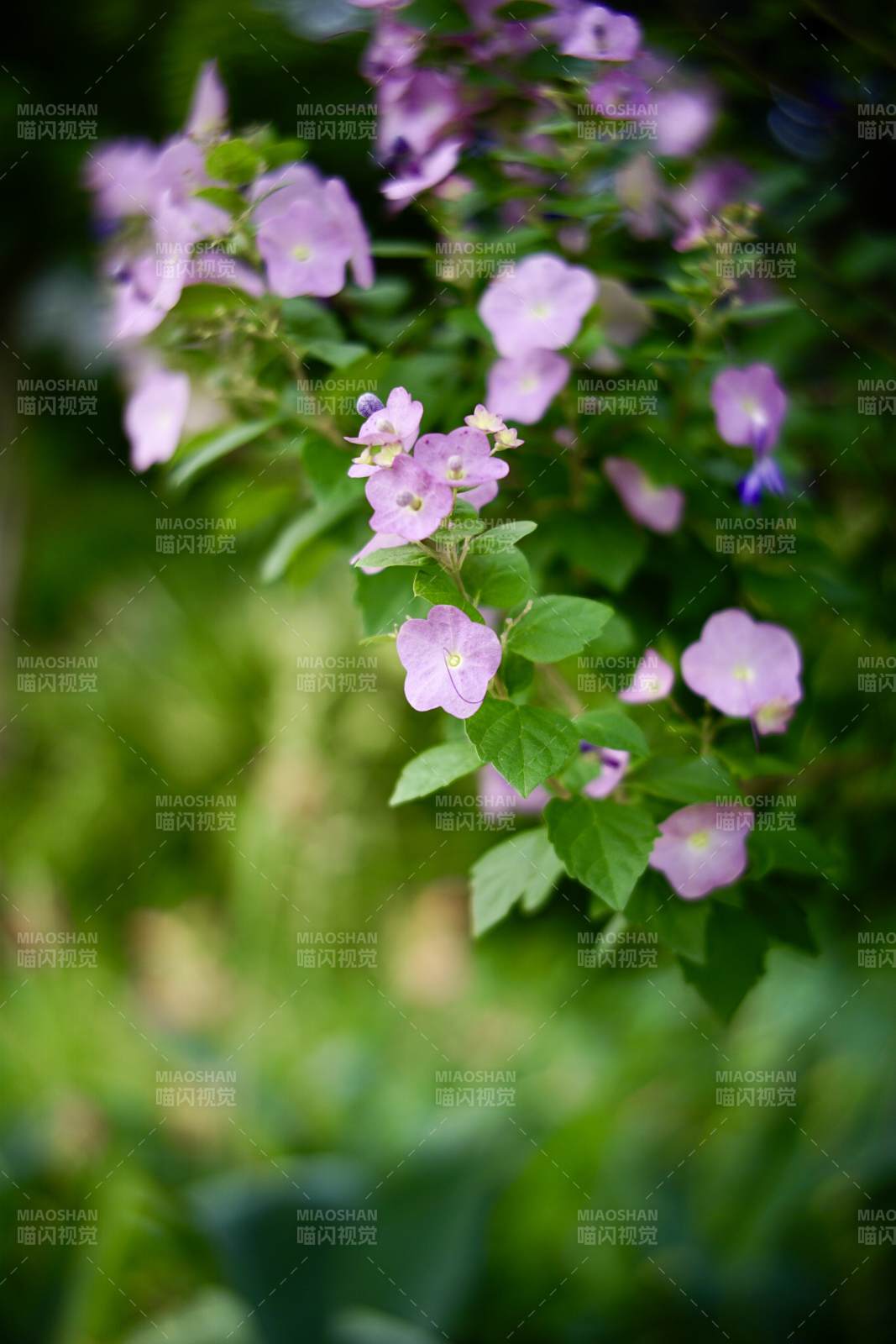 紫色小花與綠葉相伴